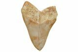 Fossil Megalodon Tooth - Killer Indonesian Meg #219305-2